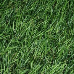 Rumput Sintetis RumputIndo Jepang RIJ