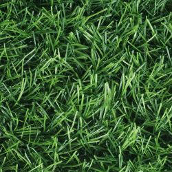 Rumput Sintetis RumputIndo Swiss RIS